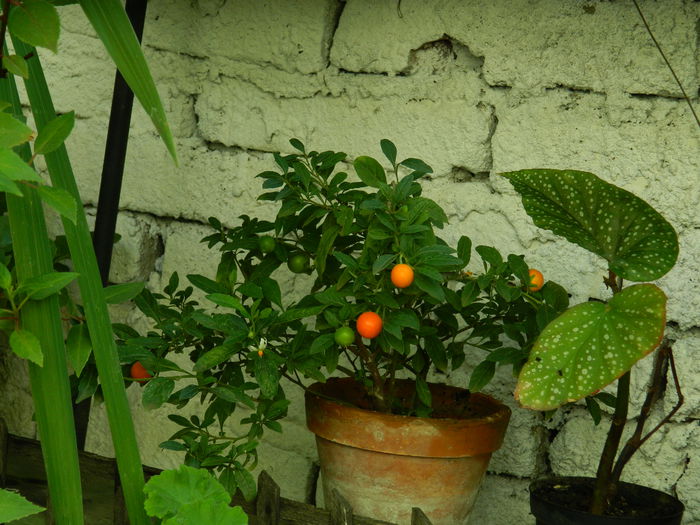 DSCN3120