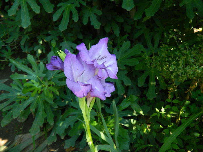 DSCN3138