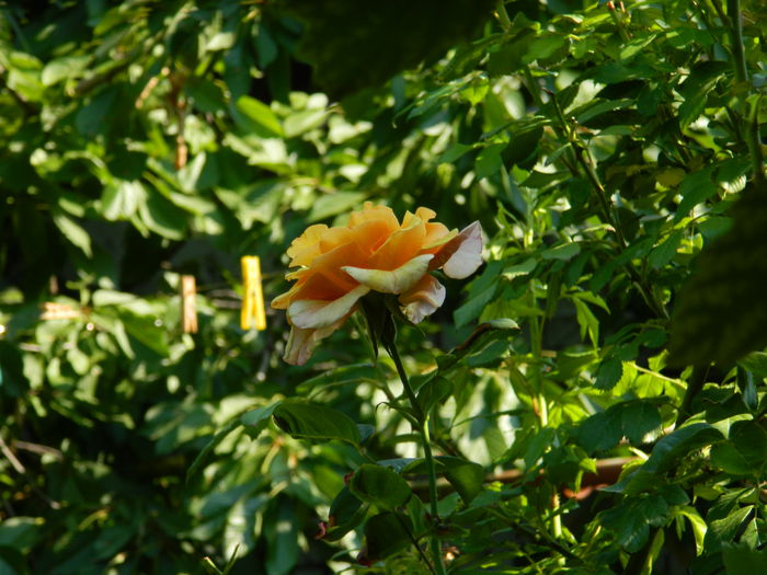DSCN3146