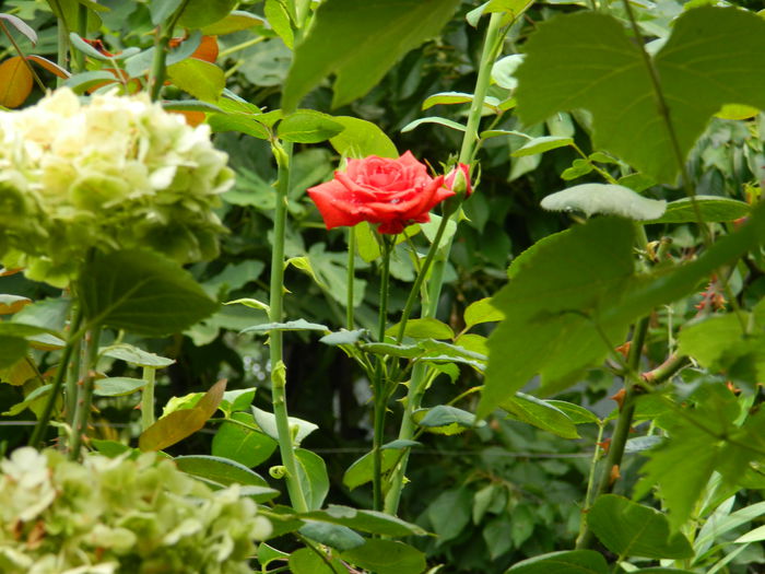 DSCN3185