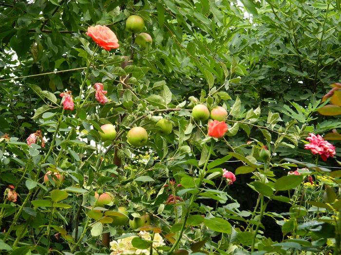 DSCN3187