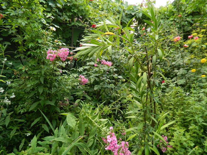 DSCN3192