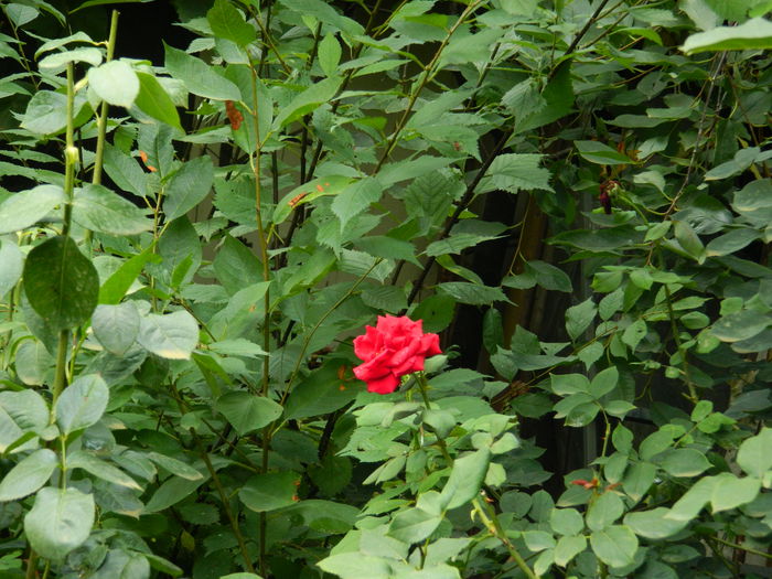 DSCN3194