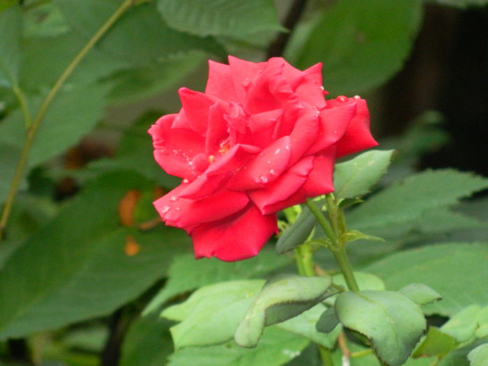 DSCN3195