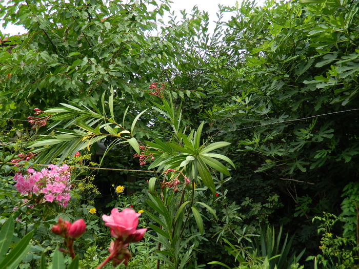 DSCN3204