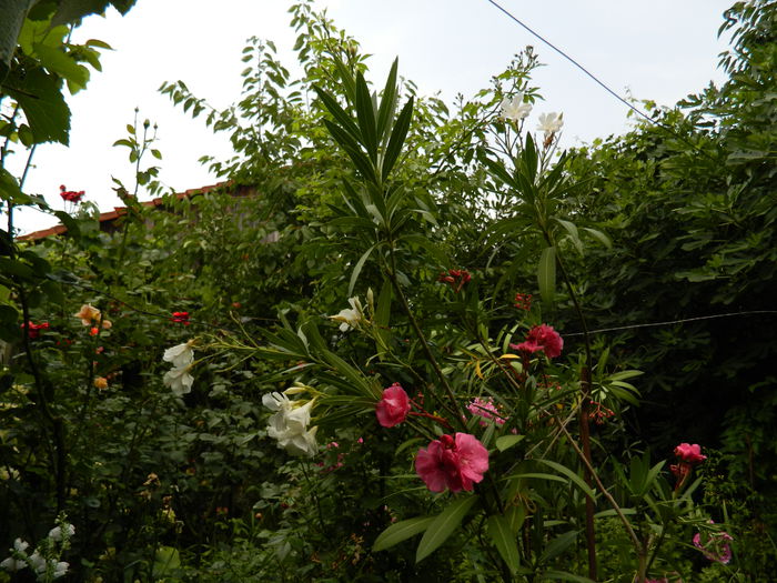 DSCN3207