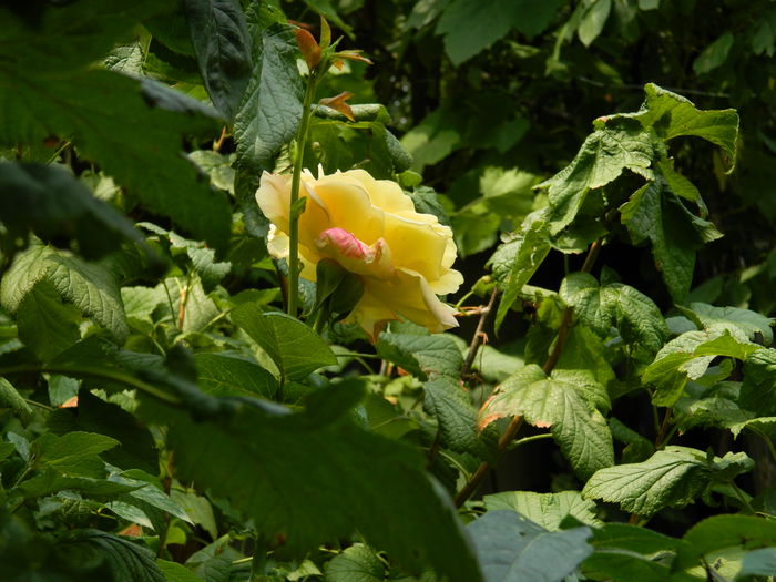 DSCN3227