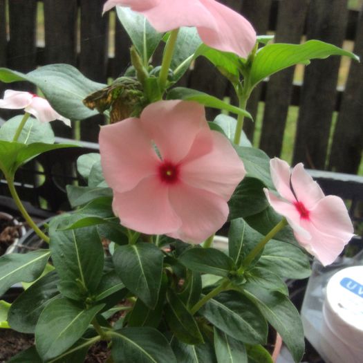 Vinca - diverse plante de camera