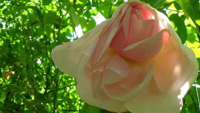 DSC02812 - TRANDAFIRI 2015 III