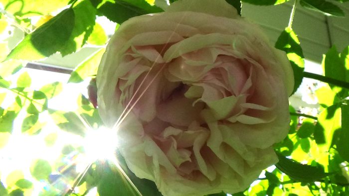 DSC02813 - TRANDAFIRI 2015 III