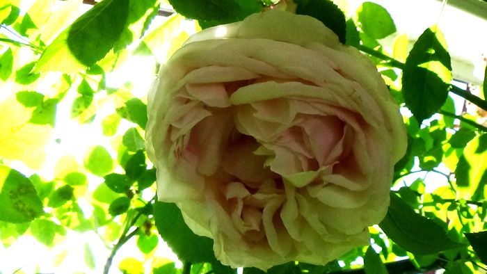 DSC02814 - TRANDAFIRI 2015 III