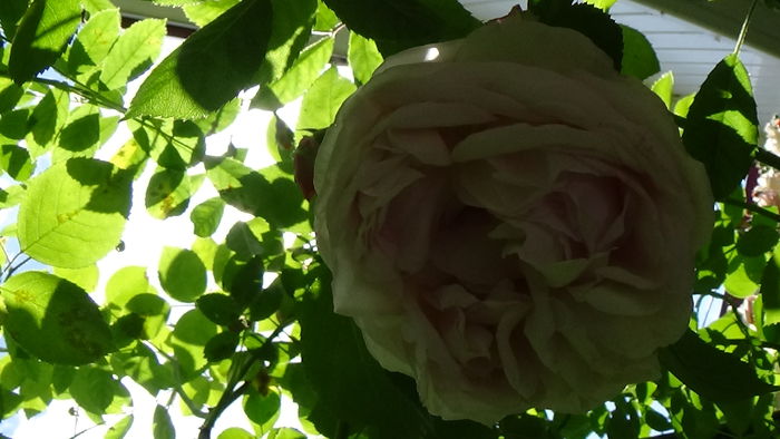 DSC02815 - TRANDAFIRI 2015 III