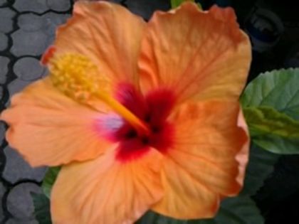 athene—in ziua a doua; dimineata galben...seara orange
