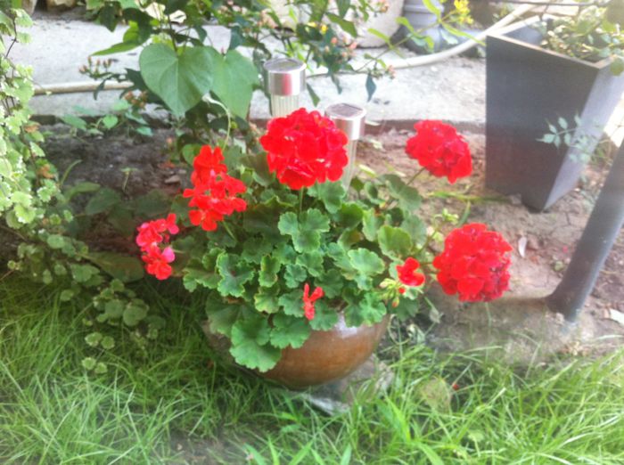 image - vara in gradina si in jardiniere