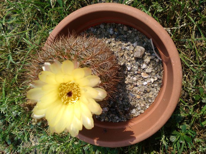 30.07.015 - Cactusi 2015-2020
