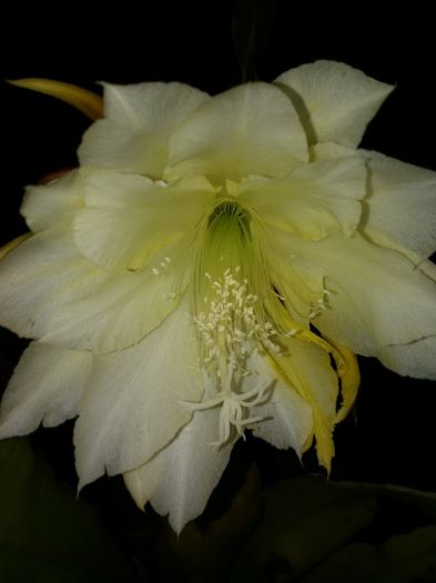 122 - Cactusi 2015-2020