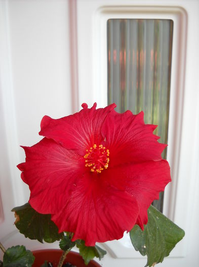 30.07.015 - HIBISCUS-2015