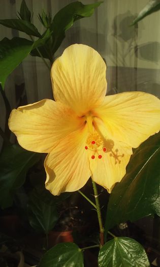 20150719_082456 - Hibiscusi
