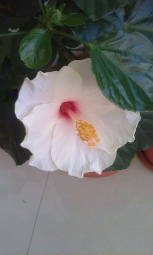 20150708_194732 - Hibiscusi