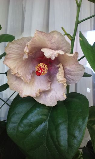 20150726_094401 - Hibiscusi
