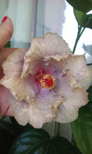 white diamond - Hibiscusi