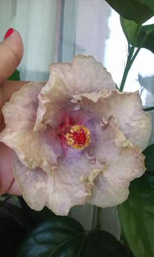 white diamond - Hibiscusi