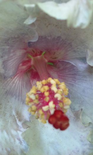 white diamond - Hibiscusi