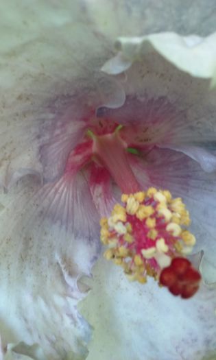 white diamond - Hibiscusi