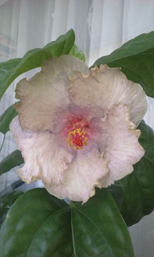 20150726_124506 - Hibiscusi