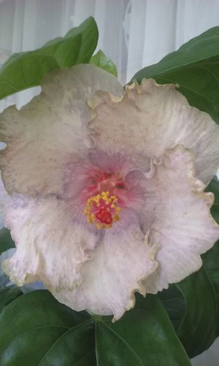 white diamond - Hibiscusi
