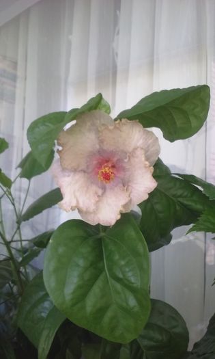 20150726_124518 - Hibiscusi
