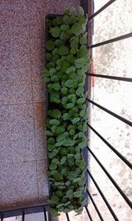 11815854_957750544246124_1068290331_n