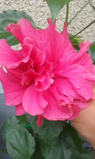 20150731_155107 - Hibi Dianthoides Pink