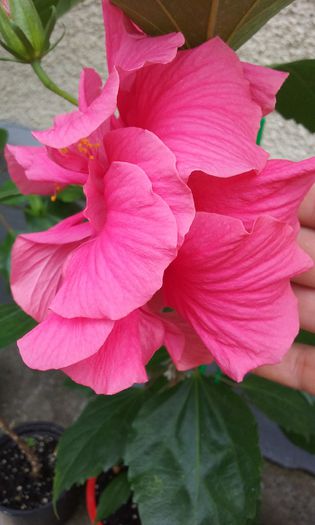 20150801_150342 - Hibi Dianthoides Pink