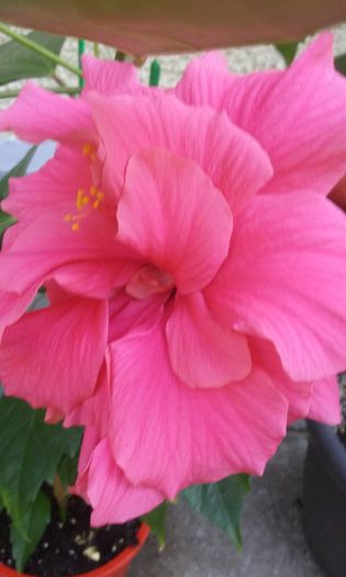 20150801_165718 - Hibi Dianthoides Pink