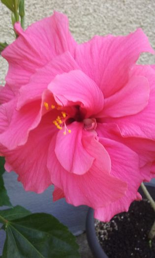 20150801_165734 - Hibi Dianthoides Pink