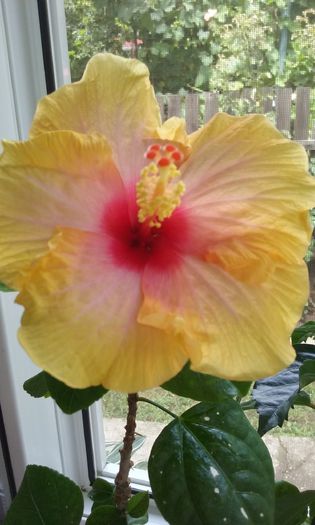 20150801_142700 - Hibi Amanda Dubin