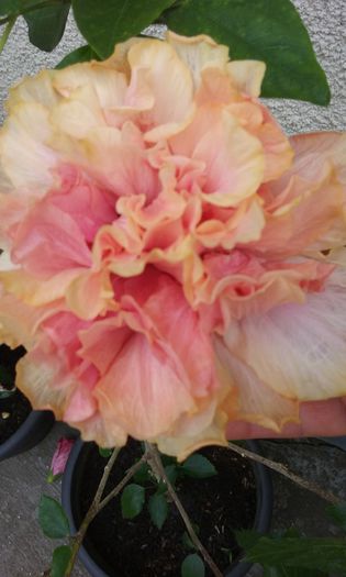 20150801_150525 - Hibiscus Classic Pink