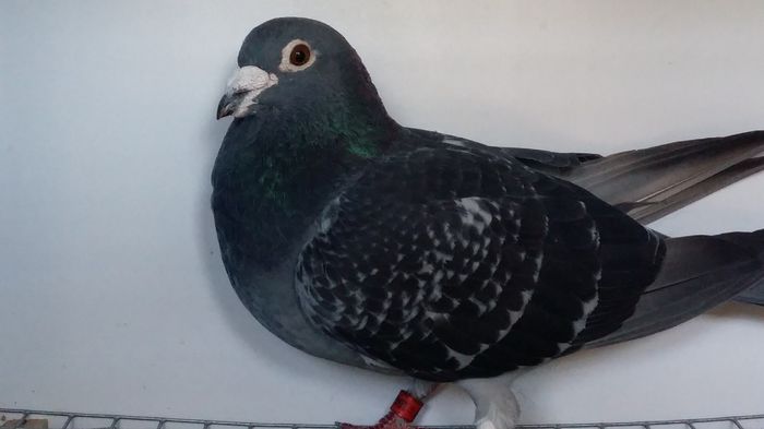 samy nu este de vanzare; Este baza crescatoriei mele este original de la oswald schneider din germania are linie de arden cu van roy are linia de sam de jong
