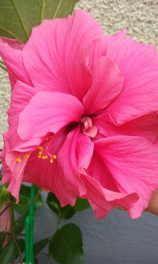 20150801_150334 - HIBISCUSI 2015