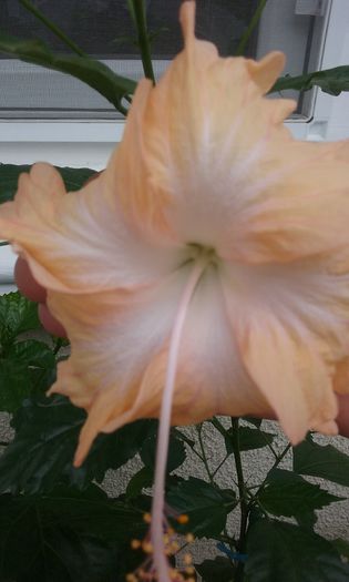 Cream Lady - HIBISCUSI 2015