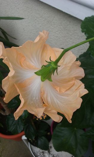 20150731_134106 - HIBISCUSI 2015