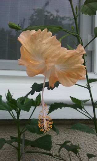 20150731_134119 - HIBISCUSI 2015