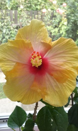 1 August 2015 - HIBISCUSI 2015