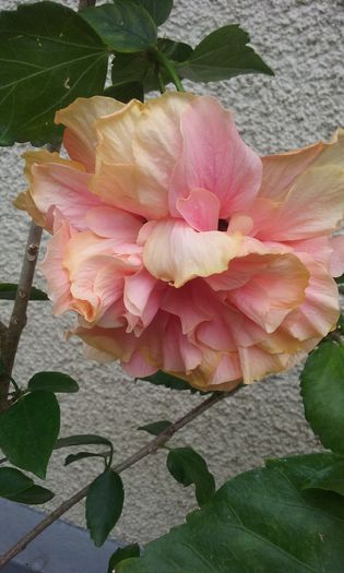 20150731_134159 - HIBISCUSI 2015