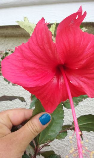 20150801_150406 - HIBISCUSI 2015