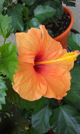 20150801_150449 - HIBISCUSI 2015