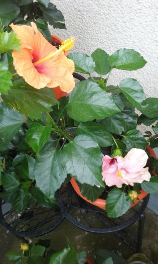 20150801_150456 - HIBISCUSI 2015