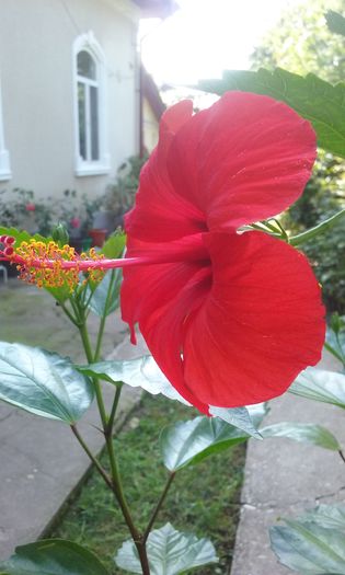 20150801_165840 - HIBISCUSI 2015