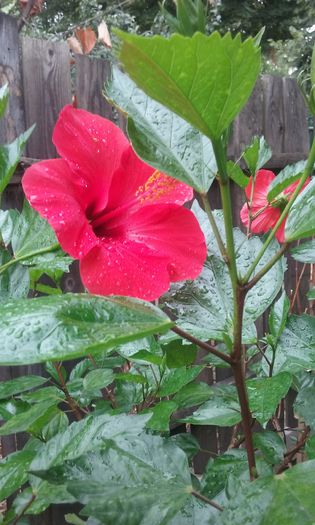 20150731_134013 - HIBISCUSI 2015